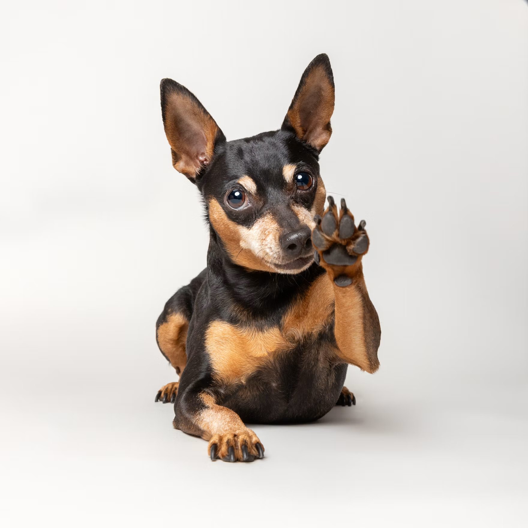 Pet-Friendly Hospitality think tank